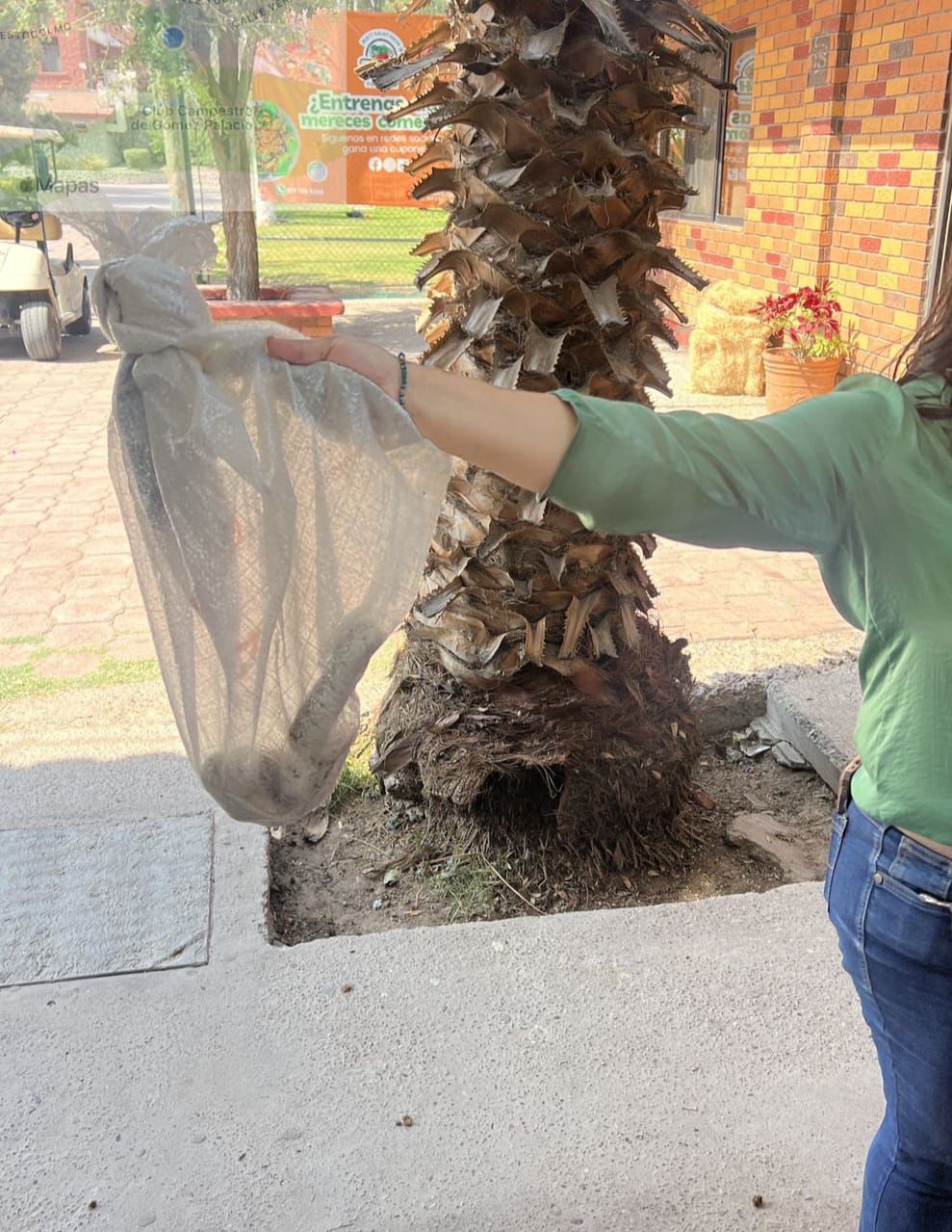 Capturan a serpiente en la mancha urbana de Gómez&nbsp;Palacio.