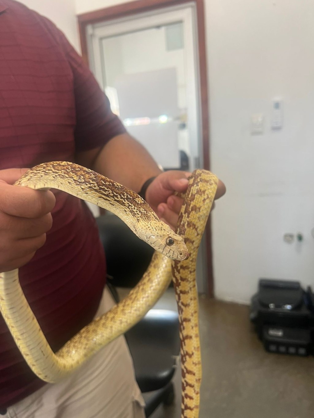 Capturan serpiente en la Plaza de la Tecnología